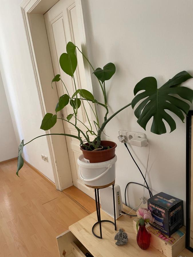 City Apartment And Rooms Wien Exterior foto